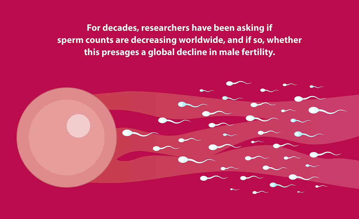 Pull quote: For decades, researchers have been asking if sperm counts are decreasing worldwide, and if so, whether this presages a global decline in male fertility.