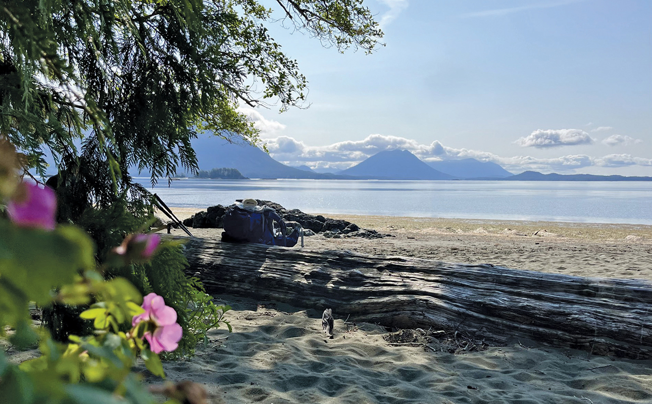 Flowering vegetation reveals driftwood on a sandy beach with clear water, mountains, and a cloudy blue sky in the distance.