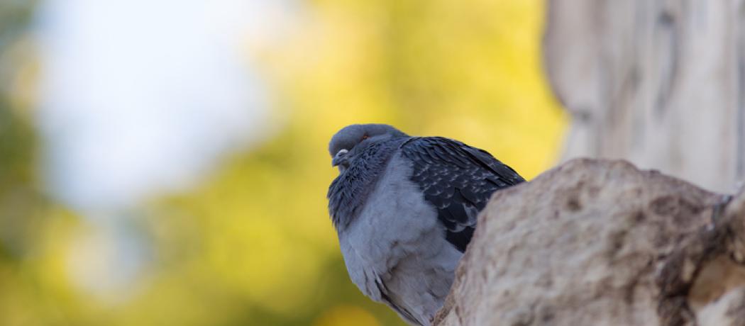 Of birds