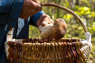 A pair of hands places a large mushroom in a woven basket outdoors.