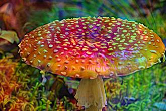 A close-up of a mushroom in the forest with a swirled multicoloured effect over it.