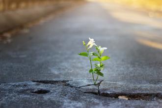 A plant with small white flowers grows out of a crack in the pavement.