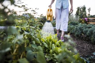 Tending the garden: Reflections on family medicine