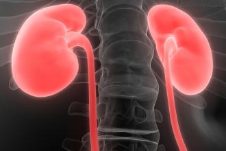 X-ray of the anatomy of kidneys