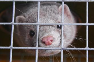 A mink looks out from inside a cage
