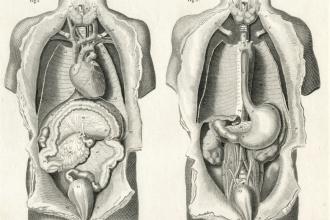 Internal organs intestinal tract medical illustration 19th century