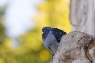 Of birds