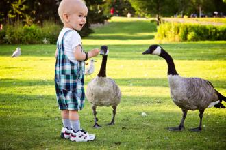 Little boy feeding geese in local park, has had chemotherapy