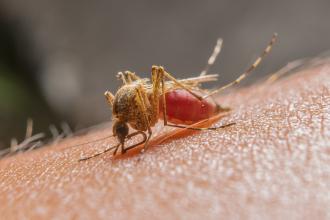 Remember to think of malaria: an old world disease, a new world threat