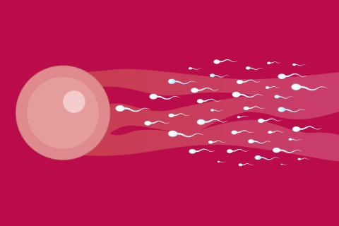 An illustration of an egg and several sperm