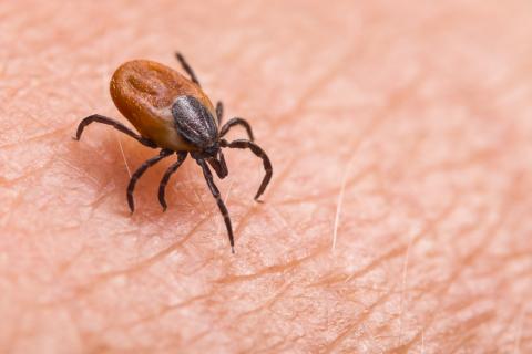 A tick crawls on skin