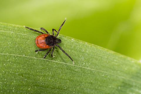 A tick crawls along a blade of grass.