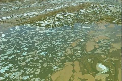 A field photo of Anabaena flos-aquae bloom die-off.