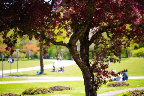 Small groups of people enjoying a park on a bright sunny day.