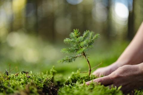 A person plants a tree.