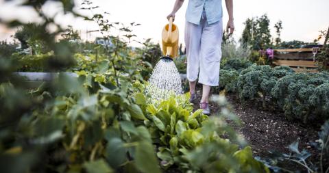 A woman waters a lush garden.