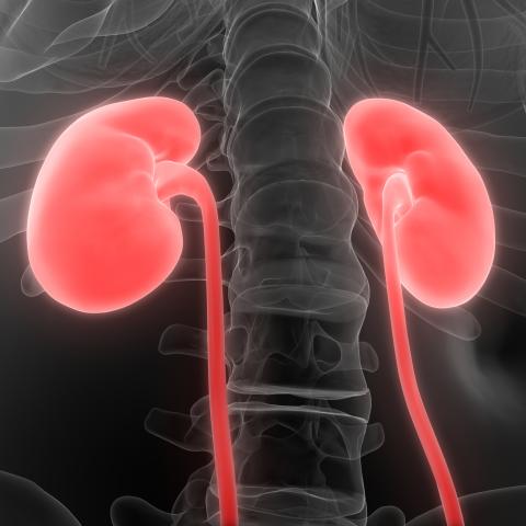 X-ray of the anatomy of kidneys