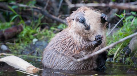 A Canadian beaver