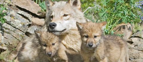 A wolf and two pups