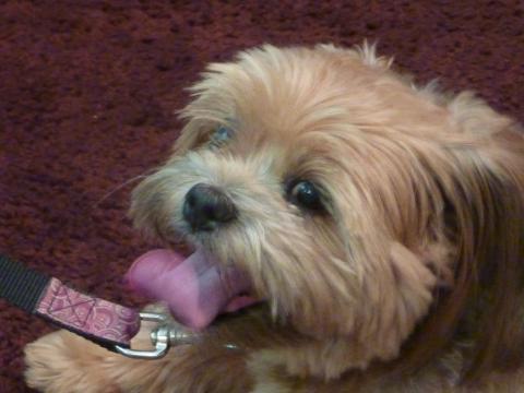 Pixie the pet therapy dog