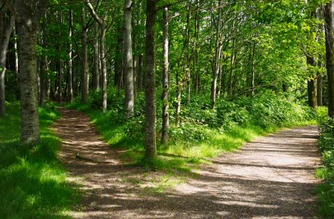 Prostate cancer screening Prostate cancer screening