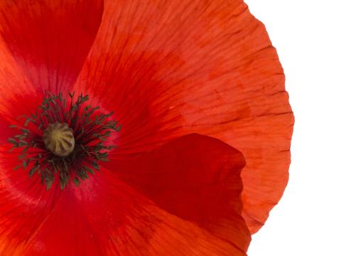 Remembrance Day 2017