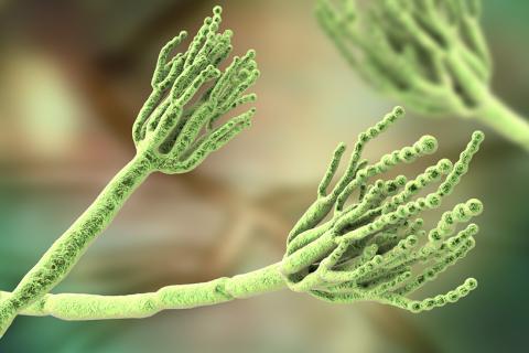 Green 3D illustration showing spores conidia and conidiophore