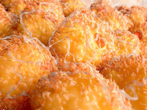 Close up of fat cells