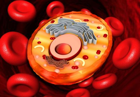 Cell structure, cross section of a cell Cell structure, cross section of a cell