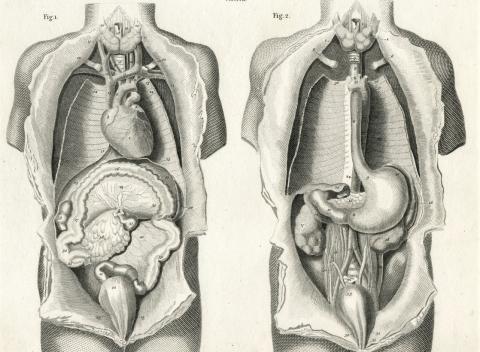 Internal organs intestinal tract medical illustration 19th century
