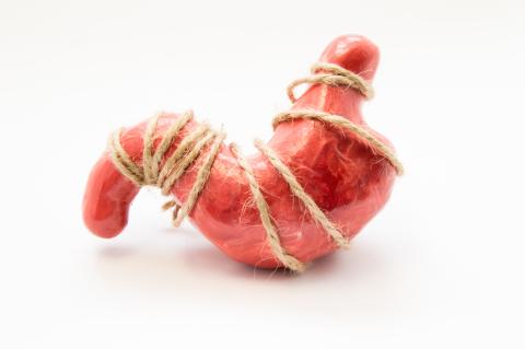 Anatomical model of human stomach, tied with rope lying on white background. Idea for stomach cramps, strong sensations or feelings of hunger, famine, gastric pain, ache or malaise, twisted stomach