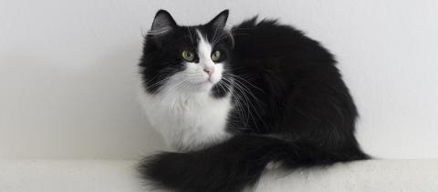 A black-and-white cat
