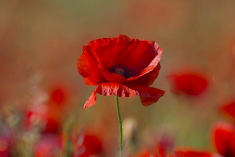 Poppy to mark Remembrance Day