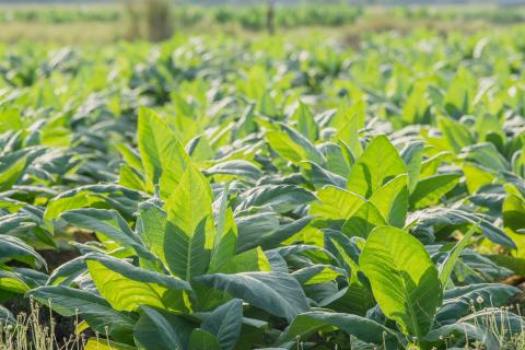 Green tobacco plantation