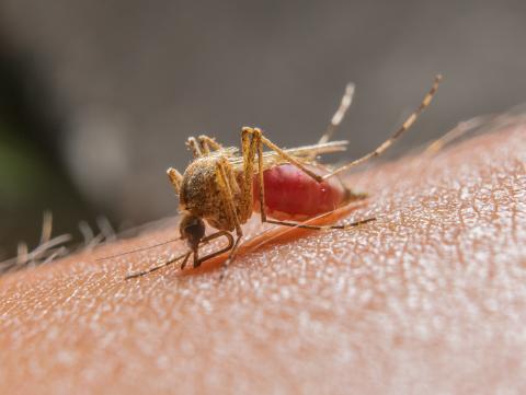 Close up of a mosquito on human skin