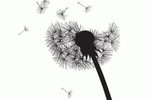 A dandelion with its seeds blowing away