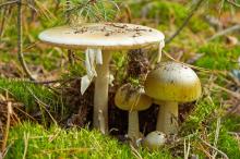 Amanita phalloides (death cap mushroom)