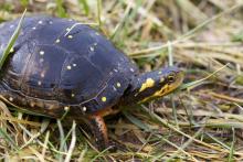A spotted turtle