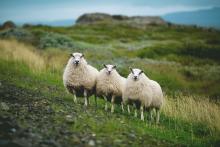Three sheep standing on a green hillside, staring at the camera.