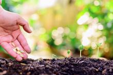 A hand is seen planting seeds