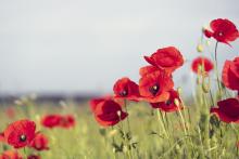 Wild poppies growing in a field.