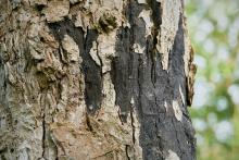 A tree trunk with signs of sooty bark disease.