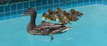 A female Mallard duck and her babies, in a pool