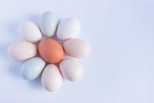 Colorful pastel eggs on a white background.