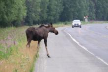 A moose stands at the side of the road as a car drives by