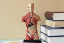 Anatomical figure