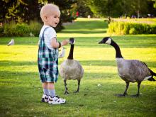 Little boy feeding geese in local park, has had chemotherapy