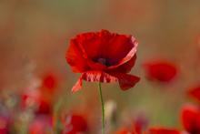 Poppy to mark Remembrance Day 