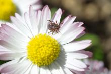 Tick (lat. Acarina) on a Daisy flower